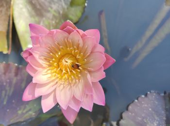 Randonnée Marche  - Jardin des lotus Gungnamji Pond - Photo