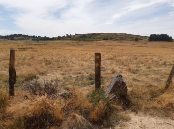 Tocht Stappen Peyre en Aubrac - GR65 j2 - Photo