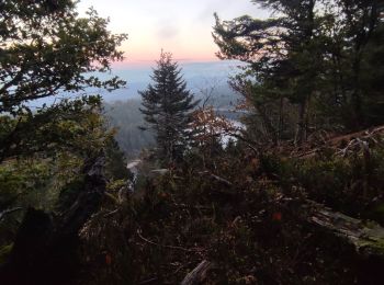 Tocht Stappen Orbey - Vallée des 5 lacs  - Photo