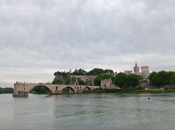 Tocht Stappen Avignon - ile de Barthelasse 1ere du top 10 des balades d Avignon... pauvres avignonais... - Photo