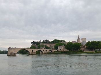 Excursión Senderismo Aviñón - ile de Barthelasse 1ere du top 10 des balades d Avignon... pauvres avignonais... - Photo