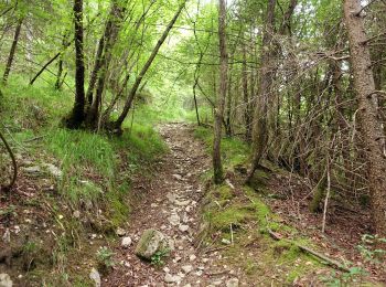 Trail On foot Belluno - IT-508 - Photo