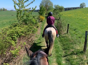 Tocht Paardrijden Neufchâteau - Cousteumont Ospau - Photo