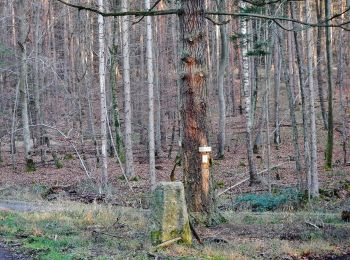 Randonnée A pied Waldenbuch - Herzog-Jäger-Pfad Premiumwanderweg - Photo