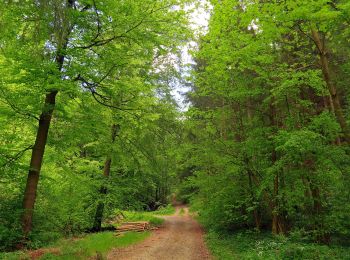 Excursión A pie Weismain - Lions-Weg (Weismain) - Photo