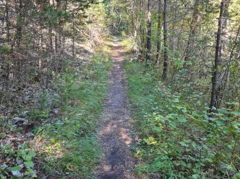 Tocht Stappen Les Vigneaux - promenade  - Photo