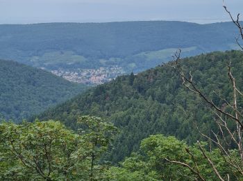 Tour Wandern Murbach - Rando du 01/08/2024 - Photo