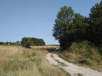 Trail Walking Montlouis-sur-Loire - Montlouis-sur-Loire - Lussault-sur-Loire - 2016 08 14 - 12.5km 2h30mn - Photo