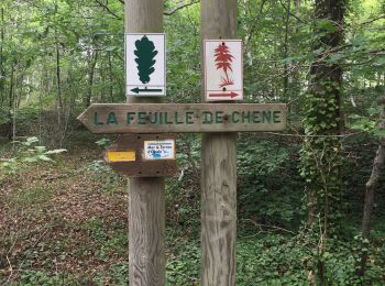 Trail Walking Le Touquet-Paris-Plage - Les chênes  - Photo