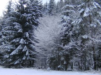 Randonnée A pied Bad Dürkheim - Rundwanderweg 3 Wolfental - Photo