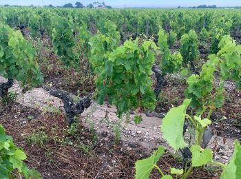 Randonnée Marche Lamarque - VOIE DE TOURS 20ème étape : Lamarque - Margaux -Bordeaux  - Photo