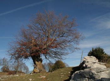 Randonnée A pied Brentonico - Sentiero attrezzato delle vipere - Photo