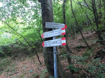 Tocht Te voet Lecco - Sentiero 1: Malnago - Rifugio Azzoni - Photo