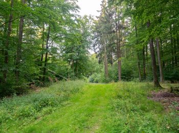 Trail On foot Lichtenau - Blankenrode Rundweg A2 - Photo