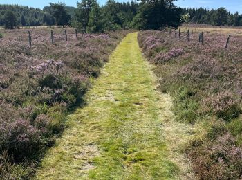 Randonnée sport Saint-Merd-les-Oussines - Longeyroux Les Oussines - Photo