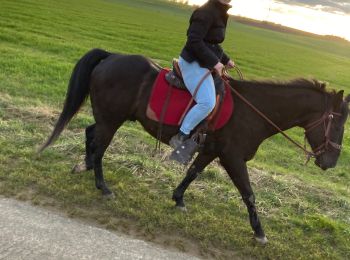 Percorso Equitazione Domèvre-sur-Vezouze - Repérage avec julie rando du 6 mars equiplaine - Photo