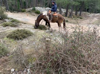Trail Horseback riding Zonza - Ospedale - Photo