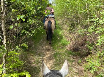 Trail Horseback riding Bastogne - La Strange - Photo