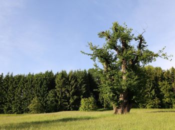 Excursión A pie Gratwein-Straßengel - Wanderweg 11a, Gsollerkogelweg - Photo