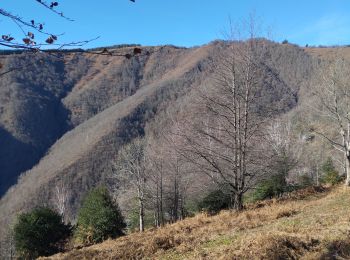 Trail Walking Biert - plateau de guiel - Photo