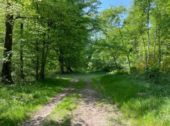 Tour Wandern Compiègne - en Forêt de Compiègne_50_les Routes des Beaux Monts, de Morpigny et des Nymphes - Photo