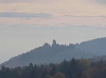 Trail Walking Eguisheim - Randonnée 5 châteaux - Eguisheim - château d'Hagueneck - château de Hohlandsbourg - trois châteaux d'Husseren - Photo