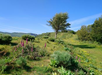 Randonnée Marche Lavigerie - Cantal - La Gravière - Les Fours de Peyre-Arse - 18.9km 760m 8h05 (30mn) - 2019 07 04 - Photo