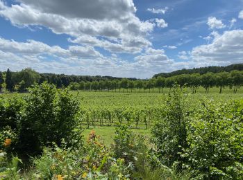 Tocht Stappen Holsbeek - S-GR Hageland: Kortrijk-Dutsel - Leuven - Photo