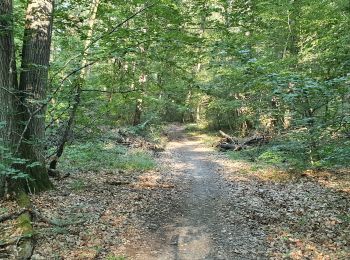 Trail Walking Saint-Sulpice-de-Pommeray - Saint-Sulpice-de-Pommeray - Photo