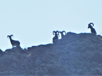 Percorso Marcia San Dalmazzo Selvatico - Cime de Pelousette, Col de la petite cavale, le Taurillon et Bonnet Carré par Bouseyias - Photo