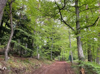 Tocht Stappen Murol - Tour du Tartaret - Photo