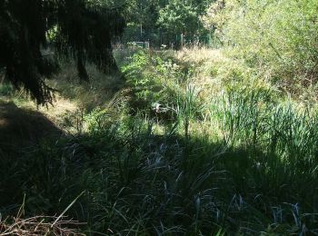 Tour Zu Fuß Butzbach - Waldlehrpfad Münster - Ahornblatt - Photo