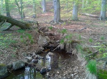 Trail On foot Quedlinburg - Grüner Balken Gernrode Bremer Teich Selketal - Photo