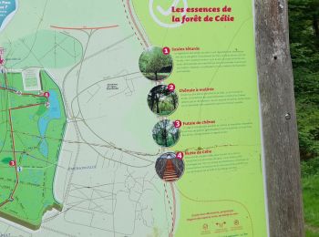 Randonnée Marche Émerainville - Bois de Célie en boucle  - Photo