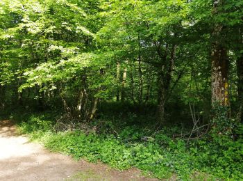 Tocht Stappen Chaumont - corgebin Sentier bleu - Photo