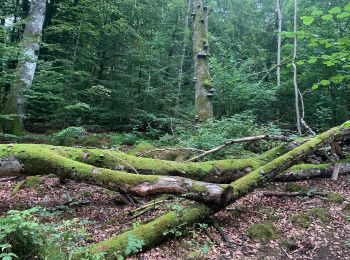 Percorso A piedi Sconosciuto - Fjällastigen - Photo