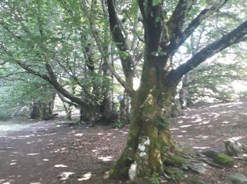 Randonnée Marche Fraisse-sur-Agout - lac de Vezoles - Photo