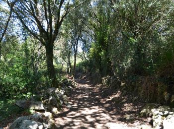 Trail On foot Antas - Trilho das Cangostas - Photo