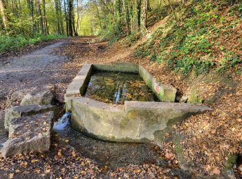 Trail Walking Jemeppe-sur-Sambre - Spy 051124 - Photo