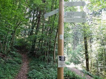 Trail On foot Diekirch - Fleche Bleu Diekirch II (ancien) - Photo