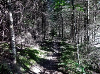 Trail On foot Pfalzgrafenweiler - Tour 2 Nordic Walking Weiler Wald - Photo