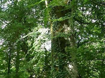 Tour Wandern Lacombe - En forêt de la Loubatière - Photo