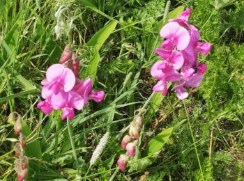 Trail Walking Cenves - cenves la madone  - Photo