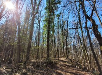 Tocht Stappen Rochefort - rando ornitho belvaux 4-04-2023 - Photo