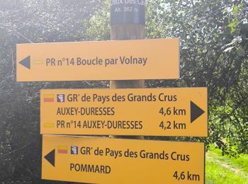 Trail Walking Saint-Romain - Saint-Romain Auxey Volnay - Photo