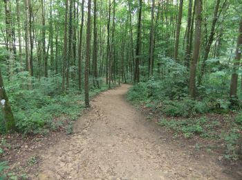 Trail On foot Larochette - Rundwanderweg L4 - Photo