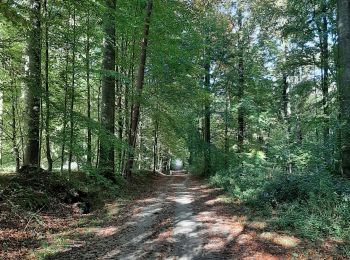 Tour Wandern Sint-Genesius-Rode - Rhode forêt de Soignes chiens admis  - Photo