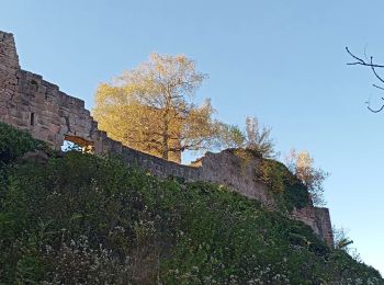 Randonnée Marche Neubois - Château de Frankenberg - Photo