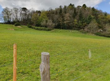 Tour Wandern L'Huisserie - Autour de L'Huisserie vers Entammes - Photo