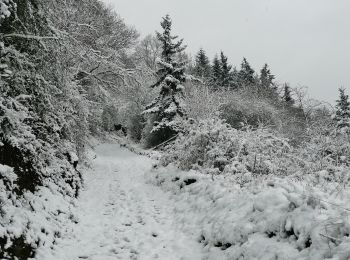 Tocht Te voet Lorch - Rundwanderweg Lorch 9 - Photo